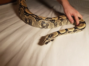 Boa Constrictor Longicauda Männchen + optional Terrarium 
