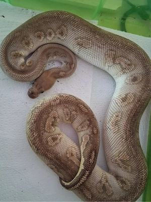 stranger mojave clown 