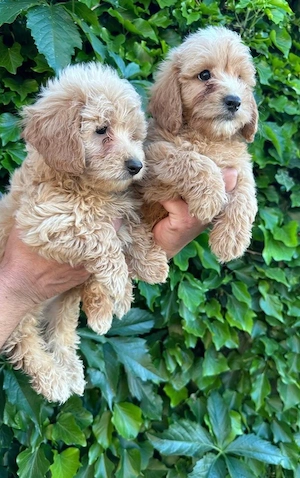 Maltipoo Welpen  (Zwergpudel Maltese)r