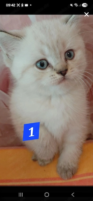 Britisch Kurzhaare, mit Blauen Augen, Goldschadet & Silverschadet 