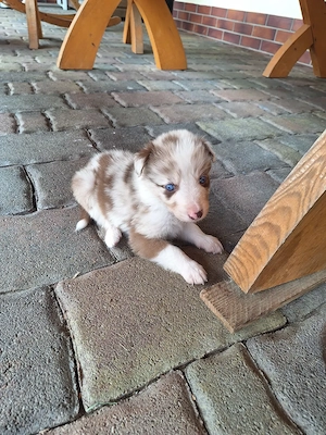 Australian Shepherd  Border Collie Mix 