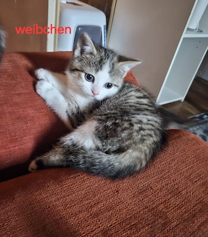 Bkh Kitten