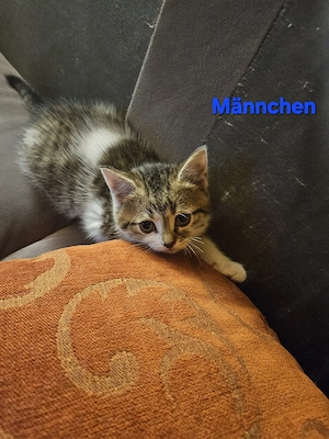 Bkh Kitten Bild 4