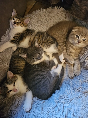 Bkh Kitten Bild 1