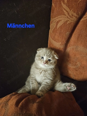 Bkh Kitten Bild 5