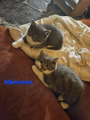 Bkh Kitten Bild 3