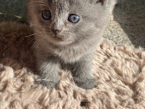10 katzen babys