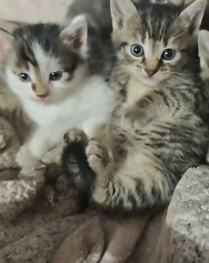 Verkaufe 2 süße babykatzen