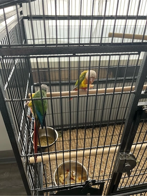 2 Green Cheek Conure abzugeben (nur zusammen) Bild 2
