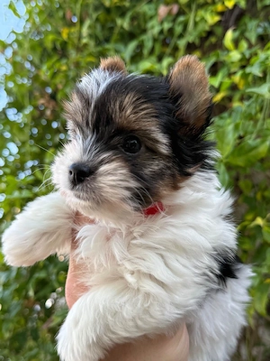 Wunderschöne Biewer Yorkshire Terrier Welpen   4 Mädchen und 2 Jungen, bestens sozialisiert