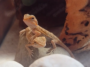 Wunderschöne Farb-Bartagamen High-Color Bartagamen: Citrus-Leatherback Hypo Sandfire Nachzuchten