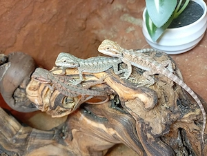 Süße Bartagame-Babys Pogona vitticeps Farbenprächtige Bartagamen-Babys aus der Extreme Red Zucht