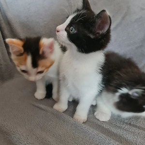 Katzenbaby 