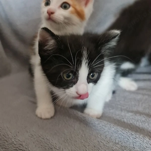 Katzenbaby 