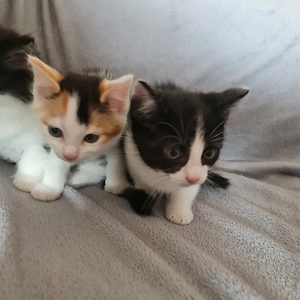 Katzenbaby 