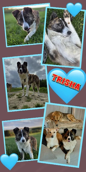 wunderschöne, sensible, katzenverträgliche Hündin "Trisha" sucht ein liebevolles Zuhause