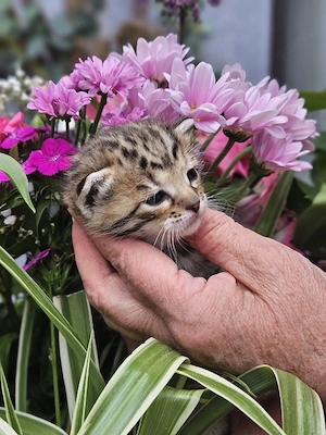 Bengal Kitten Mix Katzenbabys Katze Kater