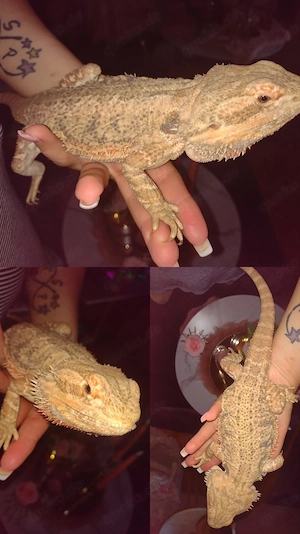 Hypo Trans Bartagamen Mädchen super süß 2 Jahre alt :)