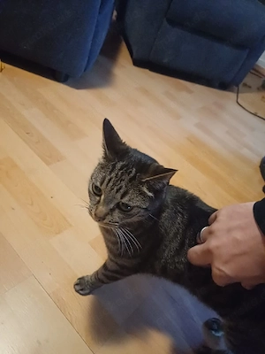 katzen weiblich Bild 2