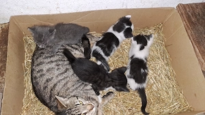 Babykatzen abzugeben