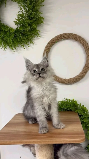   Wunderschöne Maine-Coon-Kätzchen suchen ein liebevolles Zuhause     