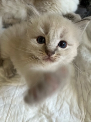 BKH-Kitten suchen ein liebevolles Zuhause Bild 5