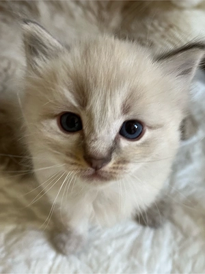 BKH-Kitten suchen ein liebevolles Zuhause Bild 3