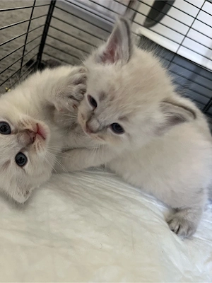 BKH-Kitten suchen ein liebevolles Zuhause Bild 2