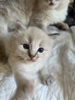 BKH-Kitten suchen ein liebevolles Zuhause Bild 4