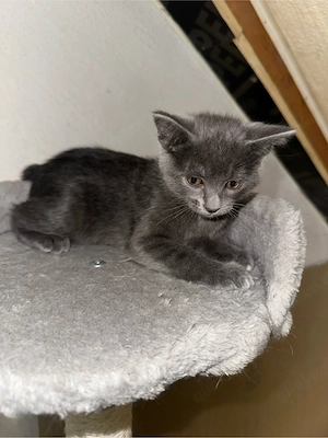 Süße Ragdoll- Siam Weibchen
