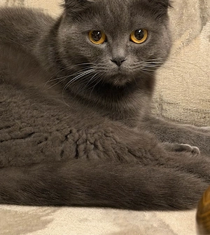 Britisches Mädchen