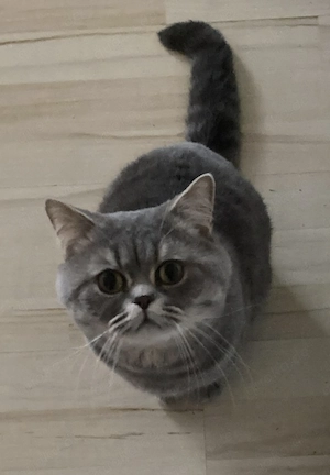 Lieber 3 jähriger BKH Kater sucht neues Zuhause 