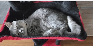3 jähriger Bkh Kater, lieb und zutraulich, geimpft, entwurmt, nicht kastriert und mit viel Zubehör