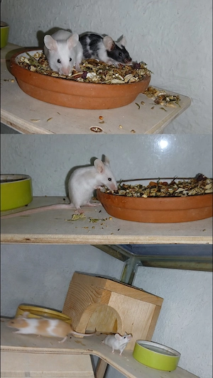 Junge, gesunde Farbmäuse (Weibchen & Männchen)