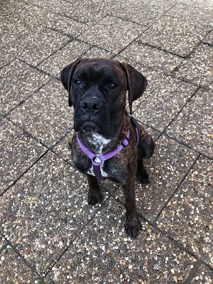 boxer rüde