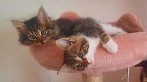 Süße Mix Kitten suchen ein Zuhause 