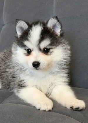 Zwei zuckersüße Pomsky Welpen