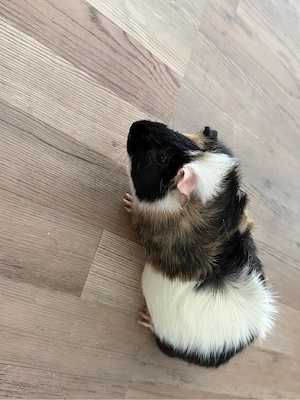 Meerschweinchen männlich abzugeben.