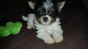Bieweryorkshirteterrier  Rüden