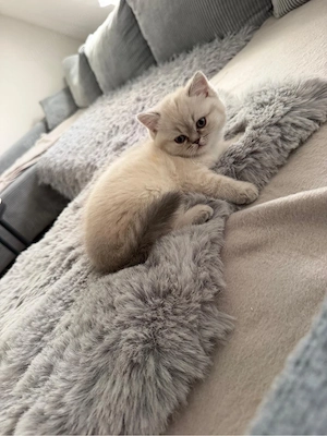 BKH Kitten 