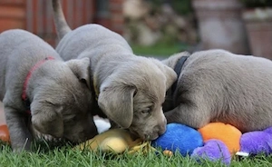 Silber Labrador Welpen 