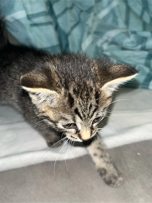Babykatze  n suchen ein Zuhause 