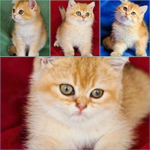 Bkh Kitten mit Stammbaum 