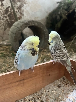 Nehme Vögel auf, Biete Lebensplatz und Große Voliere! :)