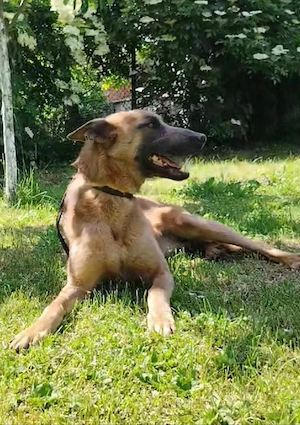 Malinois Hündin 7J bundesweit ausreisebereit NACH ADOPTION 