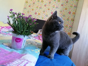 Britische Kurzhaarige Katze