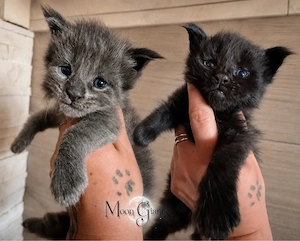 Maine Coon Kater as & ns mit Stammbaum Top