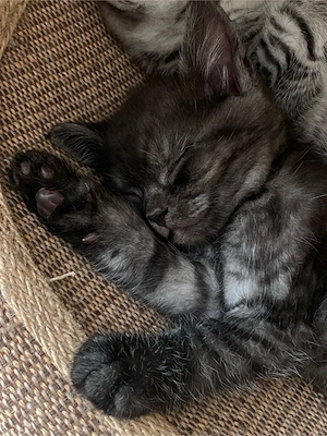 BKH Kitten