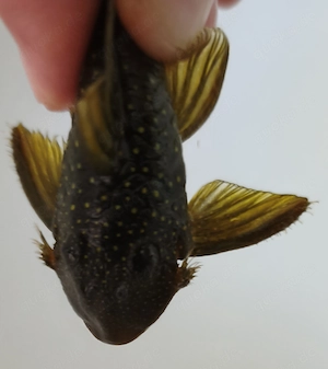 L200a Gelber Phantomwels High fin - Baryancistrus demantoides Bild 2