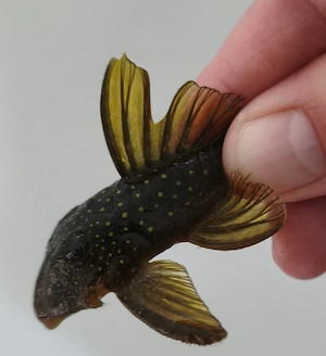 L200a Gelber Phantomwels High fin - Baryancistrus demantoides Bild 3